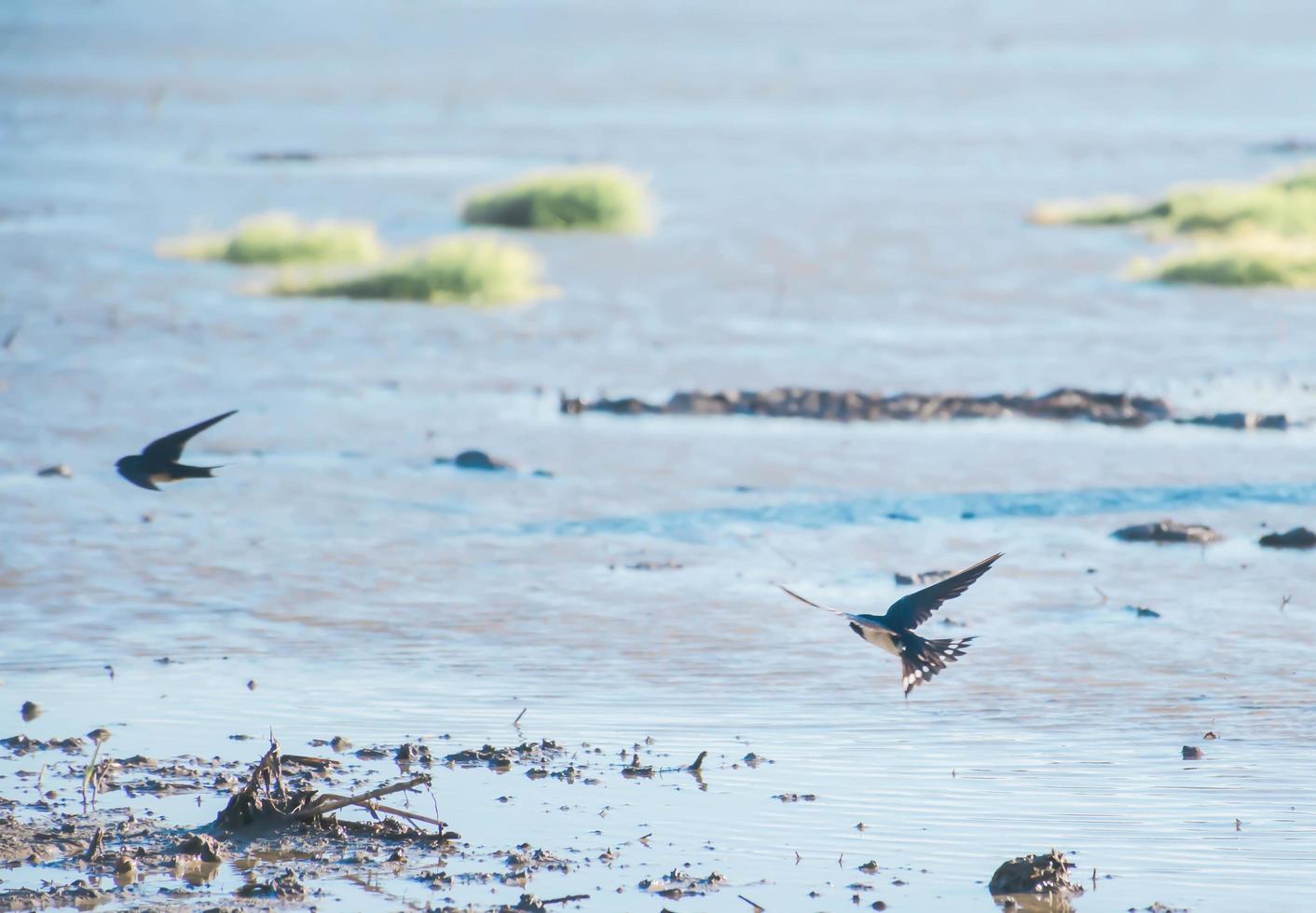 Schwalben fliegen auf den Feldern. foto