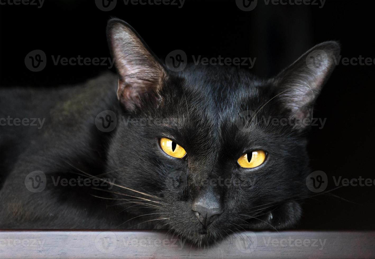 Portrait schwarze Katze auf dem Tisch mit schwarzem Hintergrund foto