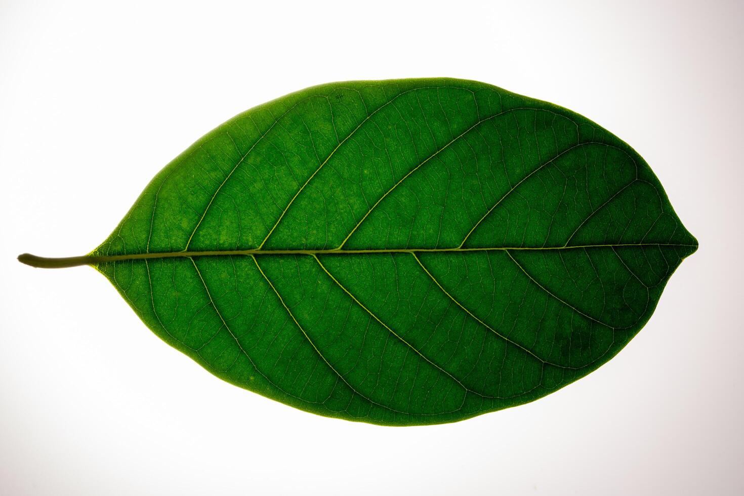 grünes Blatt auf weißem Hintergrund foto