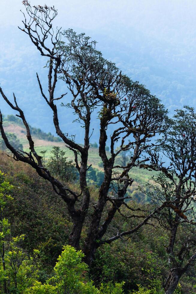 Baum bei Kew Mae Pan, Thailand foto