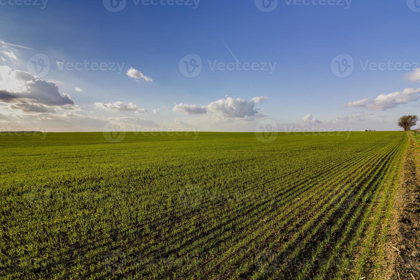 atemberaubende landschaft mit grünen jungen weizenfeldern und tageshimmel mit wolken foto