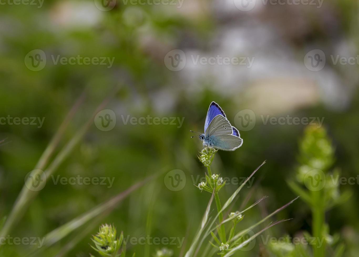 schöner blauer Schmetterling auf Blume im Garten, unscharfer Hintergrund foto