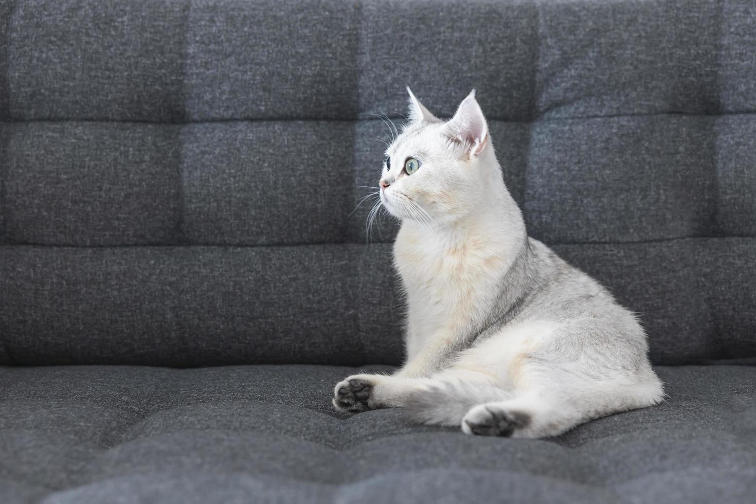 katze süß mit weißer kurzhaarrasse britischer reinrassiger. das kätzchenhaustier sitzt auf einem sofa und sieht gelb-grüne kameraaugen aus. Katzensäugetiere sind flauschig und verspielt. foto