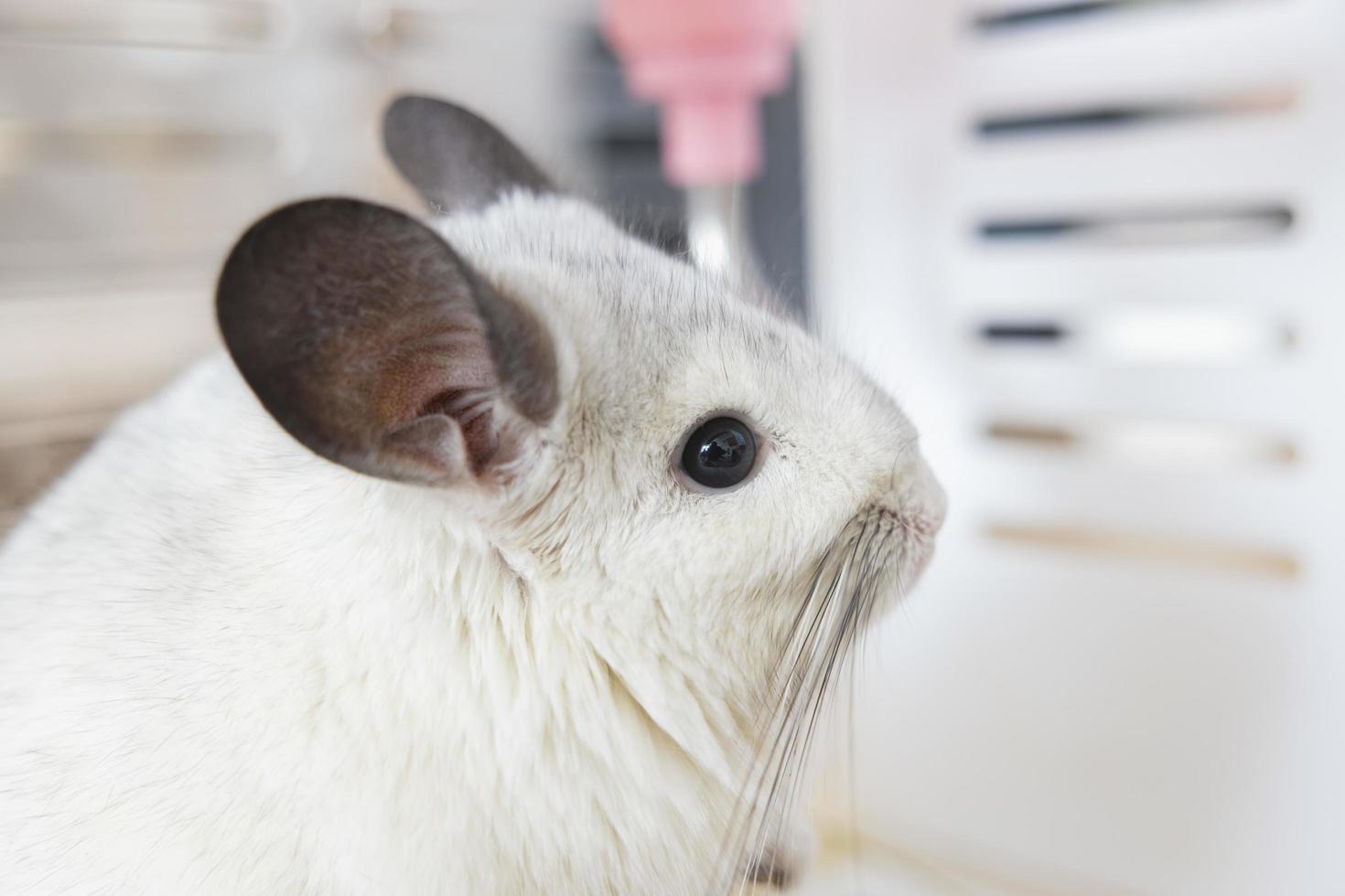 chinchilla süßes haustierfell weißes haar flauschig und schwarze augen. nahaufnahme tier nagetier liebenswert zahmes ohr grau blick in die kamera. Katzensäugetiere sind flauschig und verspielt. foto