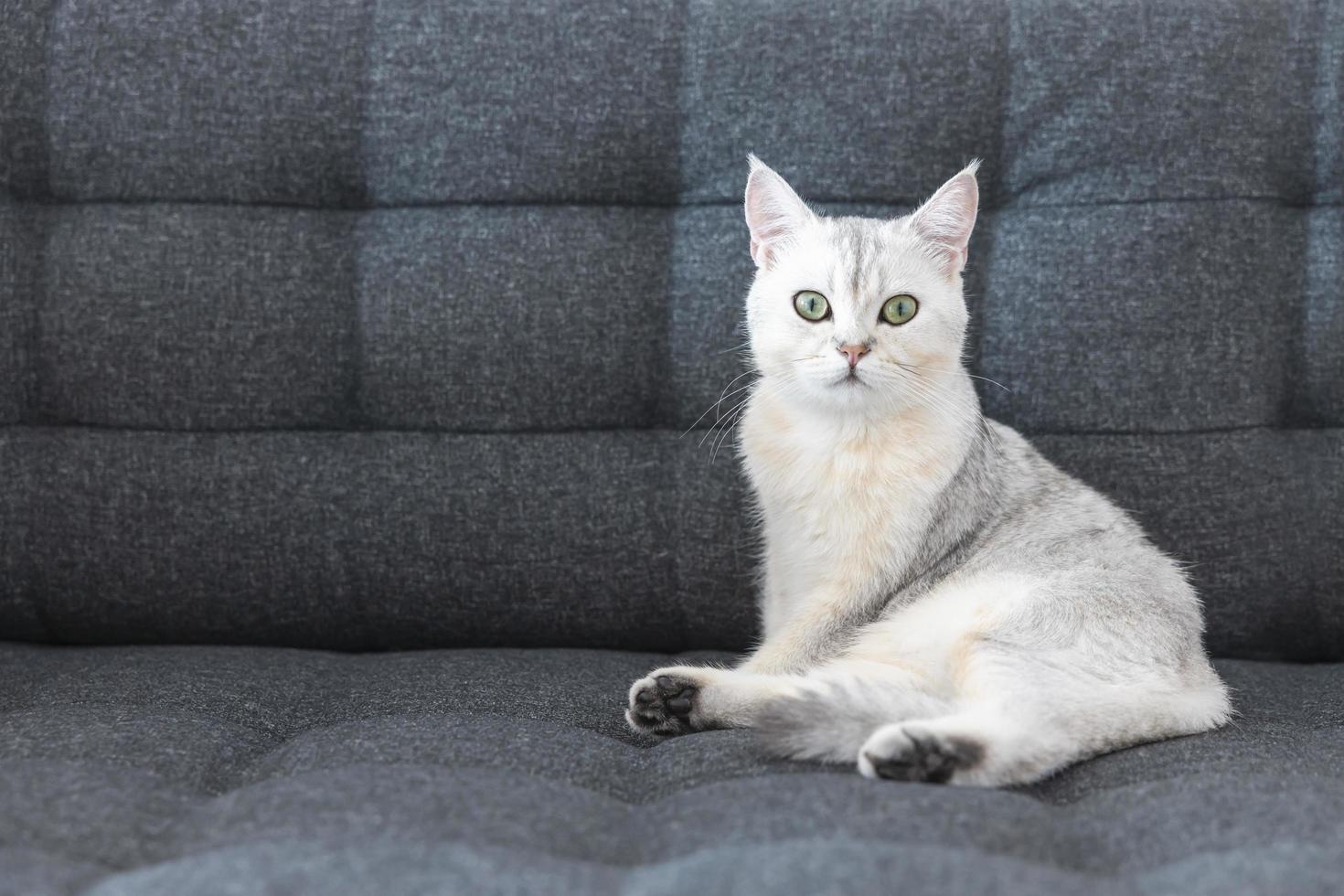 katze süß mit weißer kurzhaarrasse britischer reinrassiger. das kätzchenhaustier sitzt auf einem sofa und sieht gelb-grüne kameraaugen aus. Katzensäugetiere sind flauschig und verspielt. foto