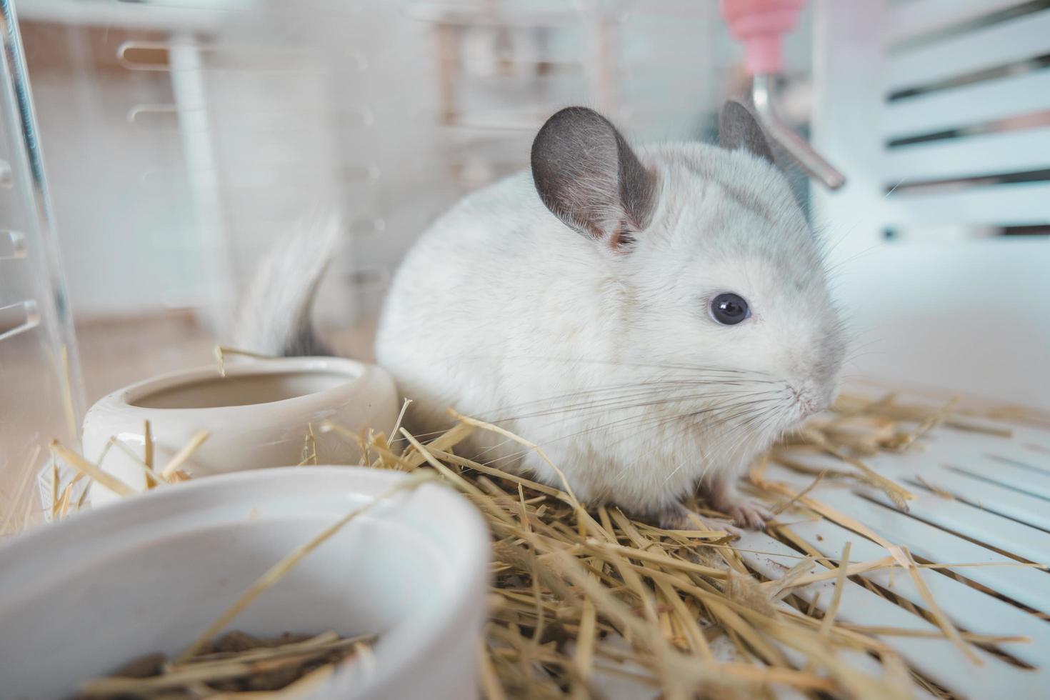 chinchilla süßes haustierfell weißes haar flauschig und schwarze augen. nahaufnahme tier nagetier liebenswert zahmes ohr grau blick in die kamera. Katzensäugetiere sind flauschig und verspielt. foto