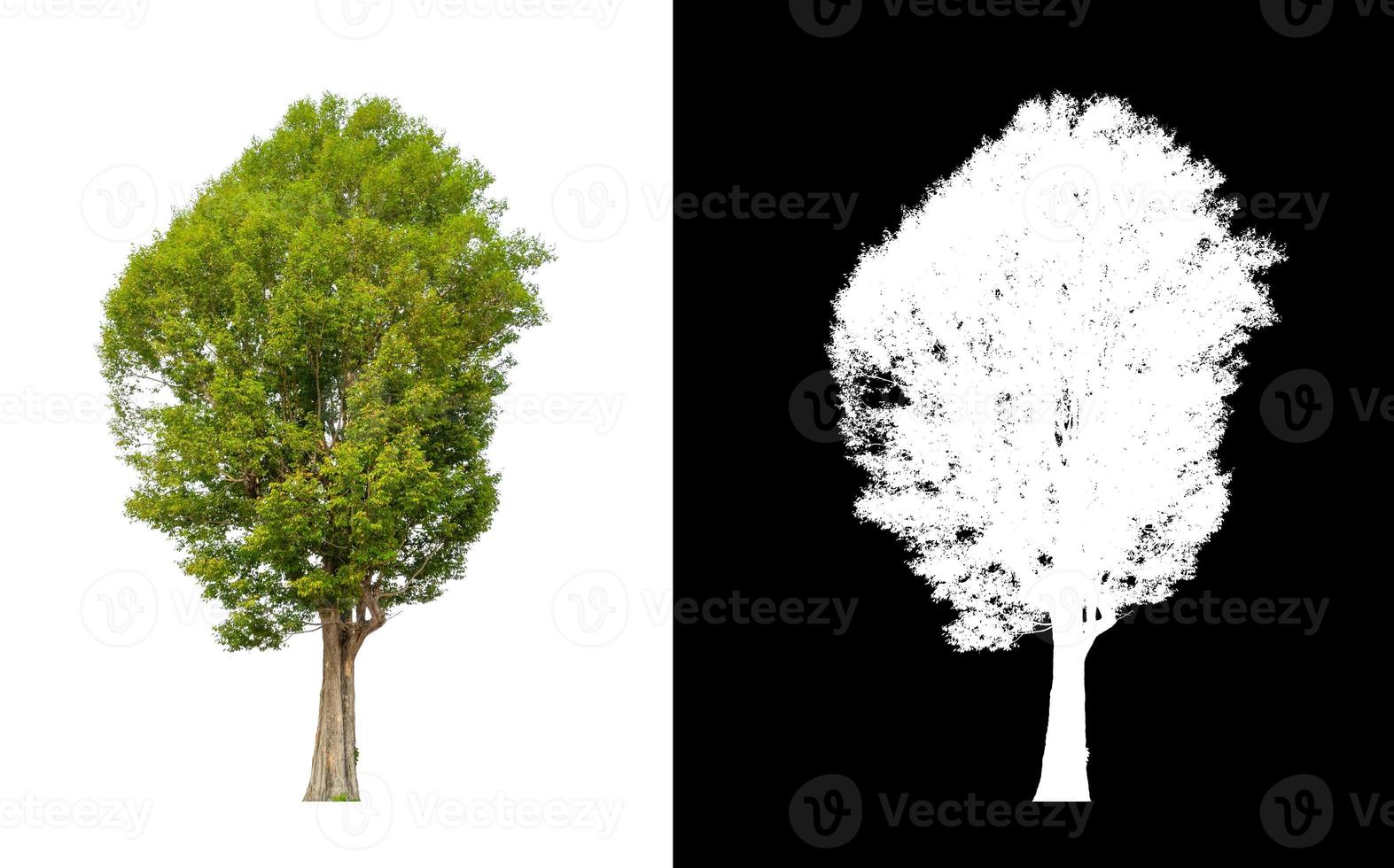 einzelner Baum mit Beschneidungspfad und Alphakanal auf schwarzem Hintergrund foto
