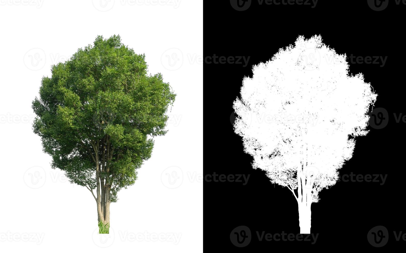grüner Baum isoliert auf weißem Hintergrund mit Beschneidungspfad, einzelner Baum mit Beschneidungspfad und Alphakanal auf schwarzem Hintergrund foto