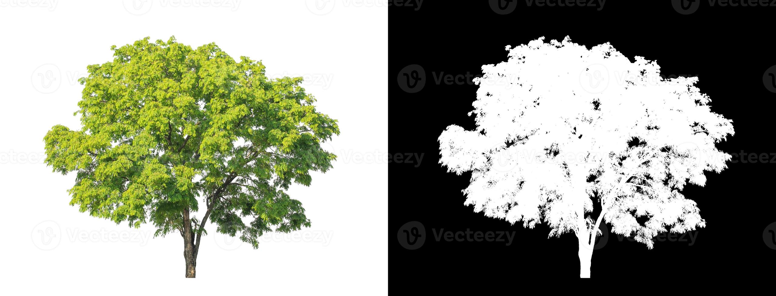 grüner Baum isoliert auf weißem Hintergrund mit Beschneidungspfad, einzelner Baum mit Beschneidungspfad und Alphakanal auf schwarzem Hintergrund foto