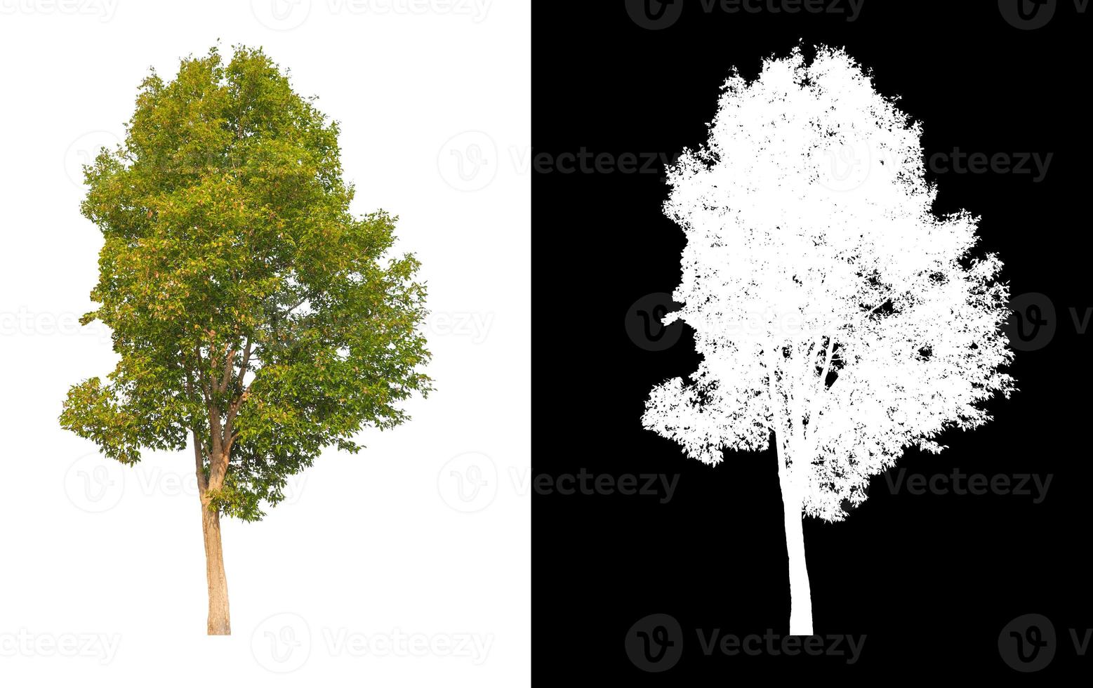 grüner Baum isoliert auf weißem Hintergrund mit Beschneidungspfad, einzelner Baum mit Beschneidungspfad und Alphakanal auf schwarzem Hintergrund foto