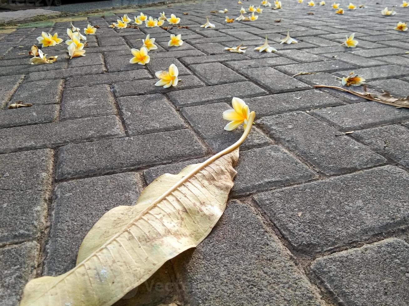 Frangipani-Blüten, die in einem niedrigen Winkel auf die gepflasterte Straße fallen foto