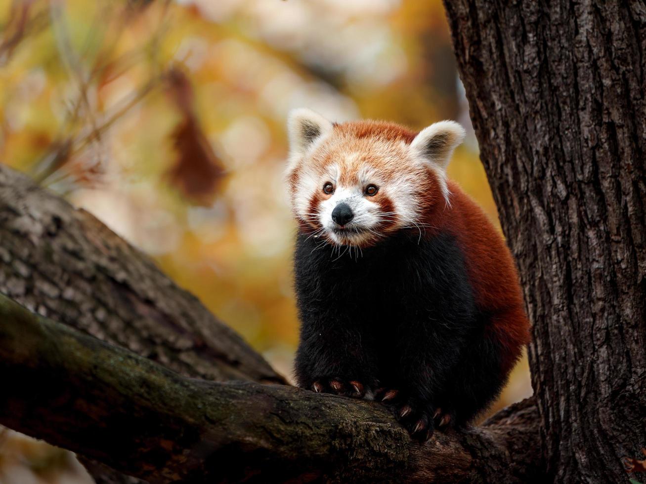 roter Panda auf Baum foto