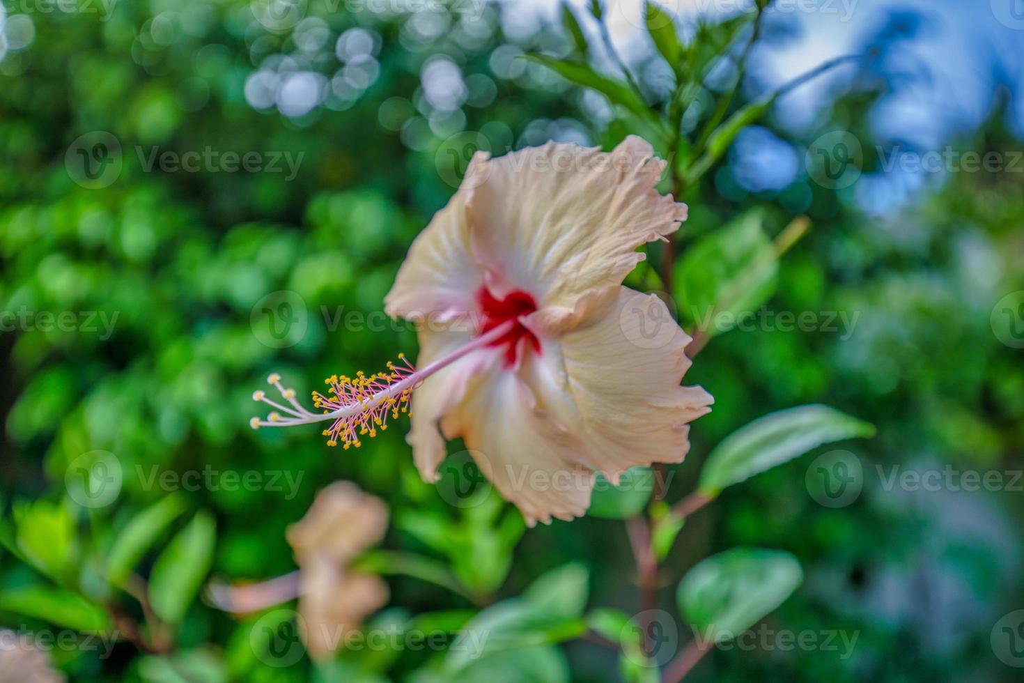 romantische bunte schöne hibiskusblüte in der natur, blumenblatt und hibiskusblüte im garten. exotische liebe tropische insel naturgarten, blühende hibiskusblüte in verschwommener grüner landschaft foto