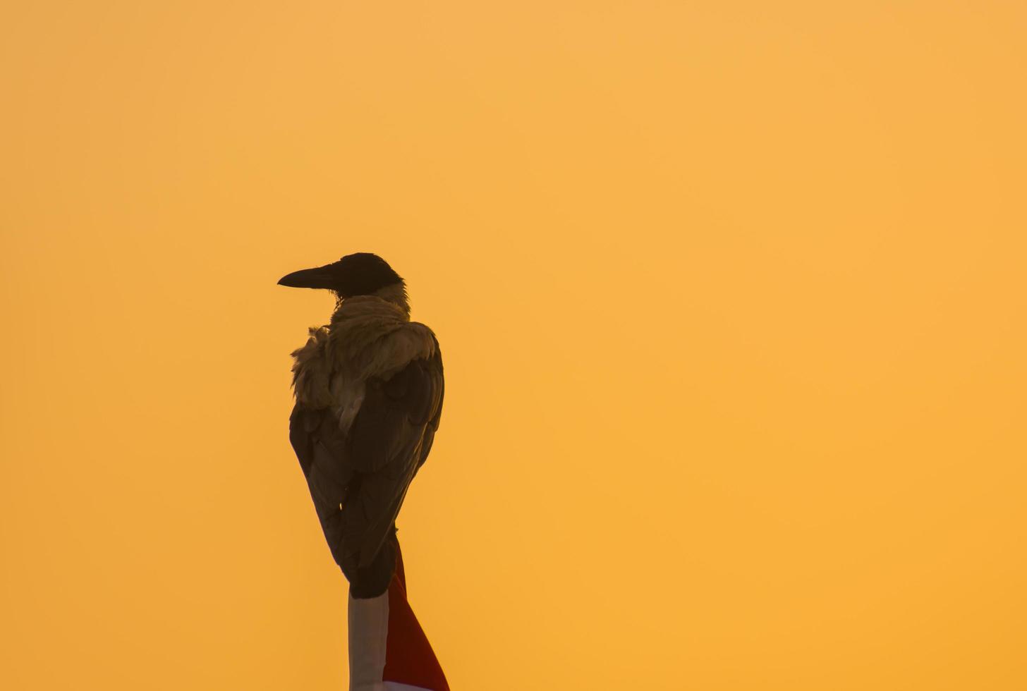 Vogel, der bei Sonnenaufgang auf einem Fahnenmast mit orangefarbenem Himmel sitzt, blickt zur Seite foto