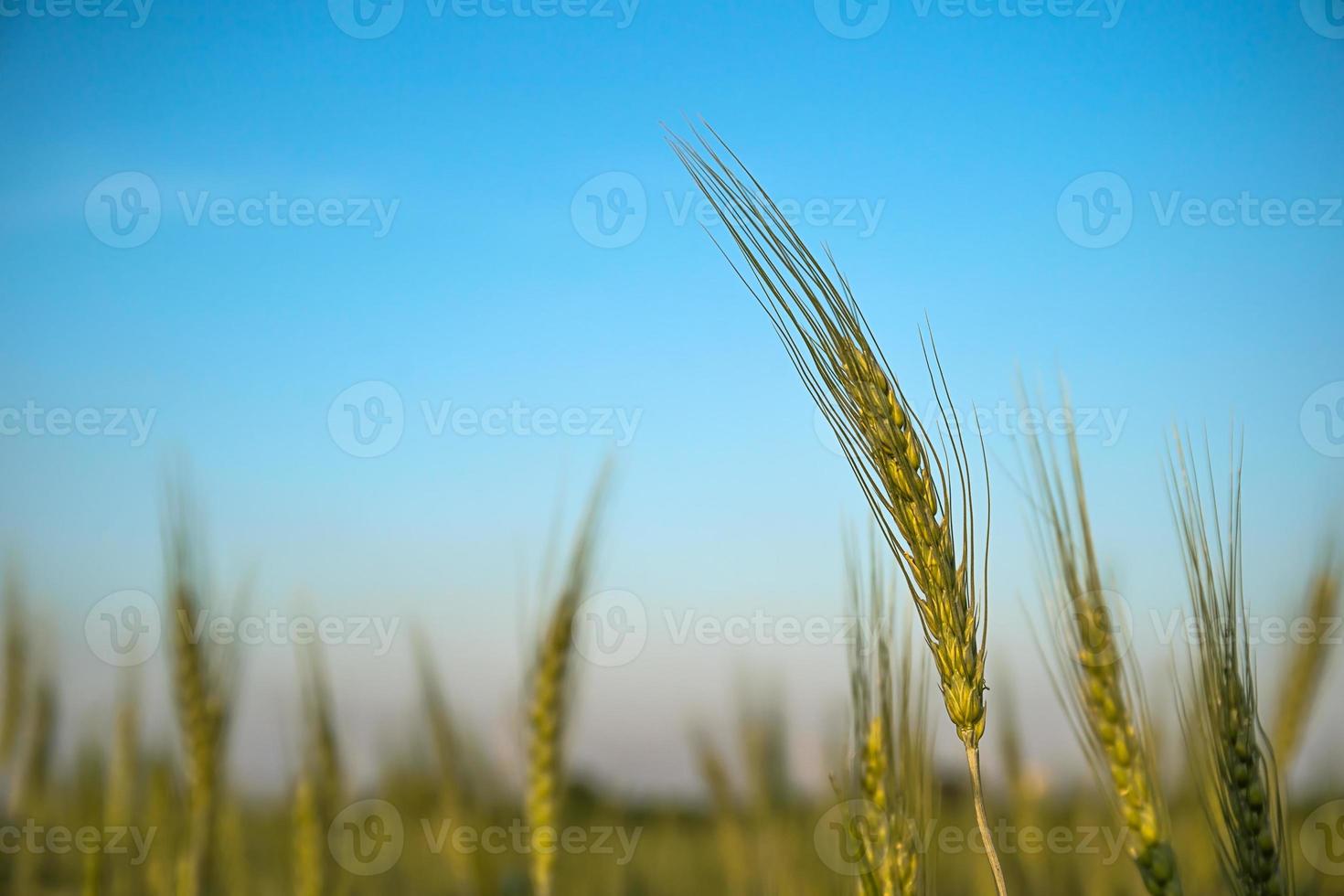 Bild von Gerstenkörnern, die auf einem Feld wachsen foto