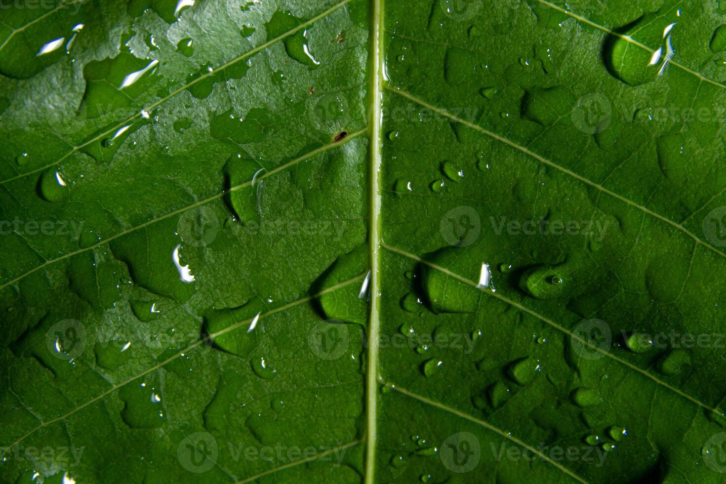 Makro-Hintergrundblattmuster foto