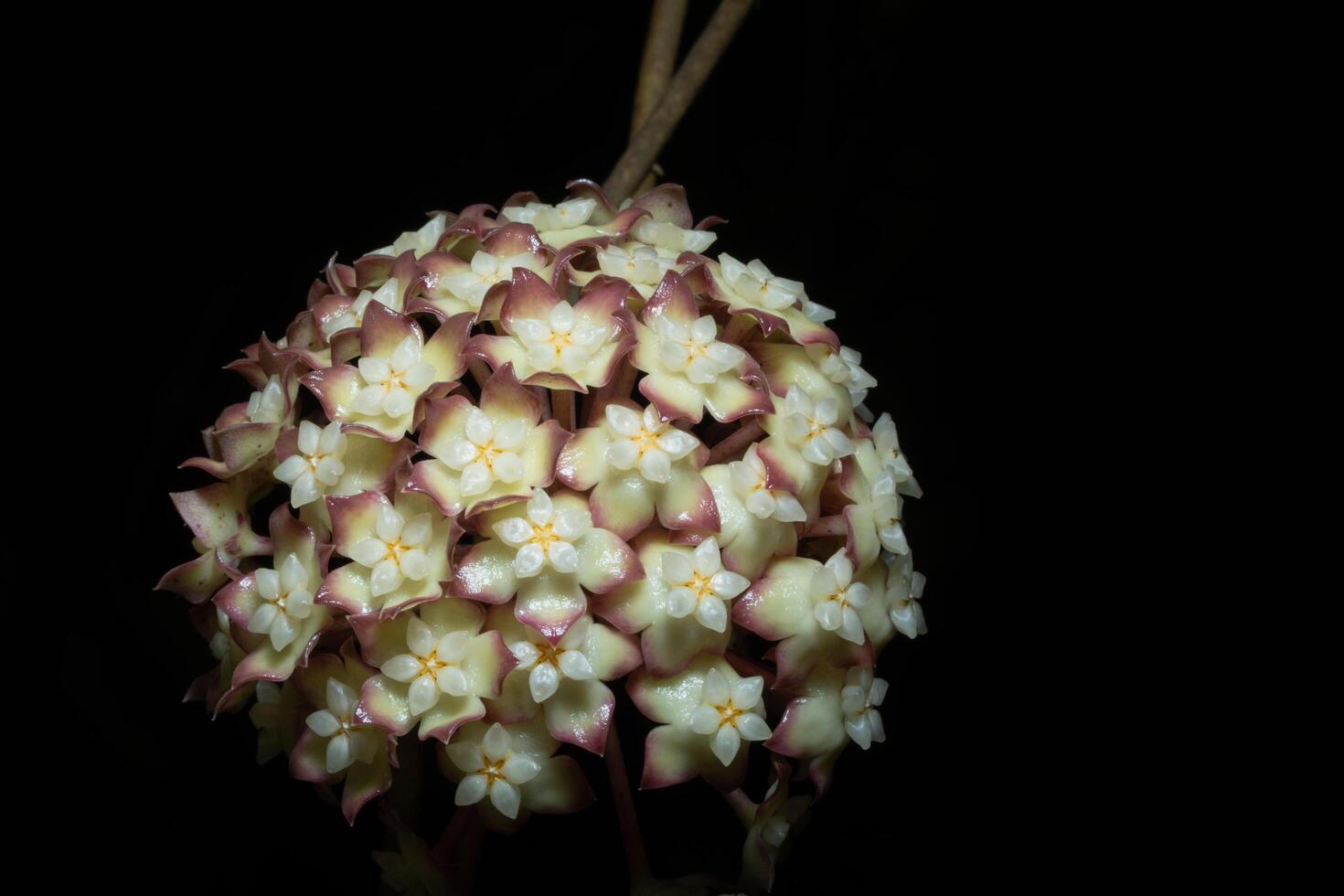 Hoya Blume auf schwarzem Hintergrund foto