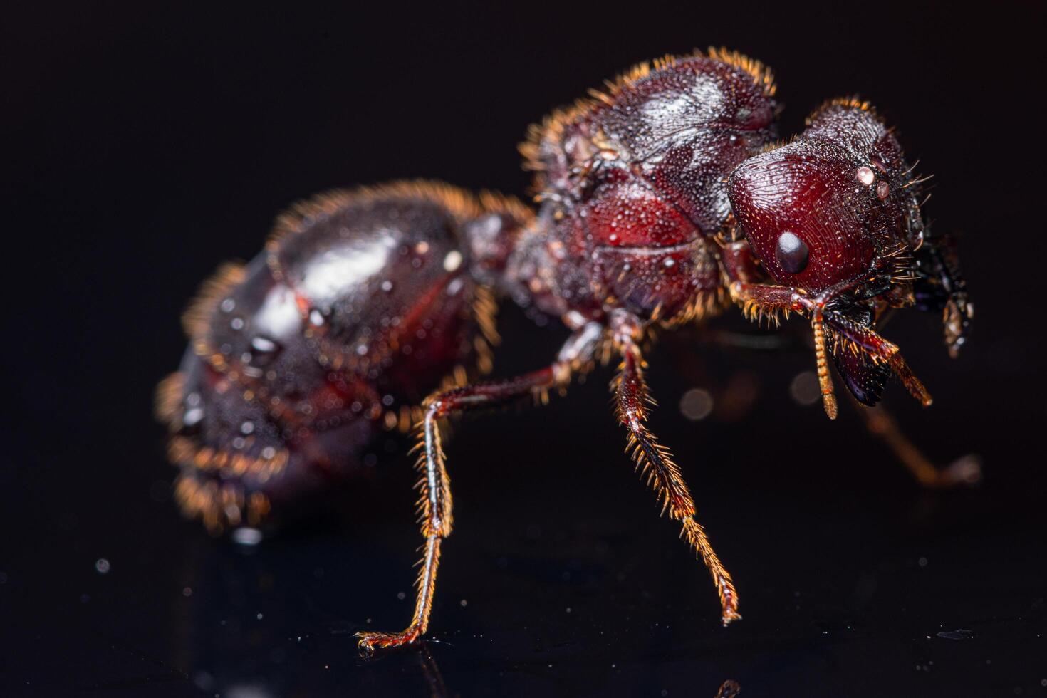 rotbraune Ameise auf schwarzem Hintergrund, Makro foto