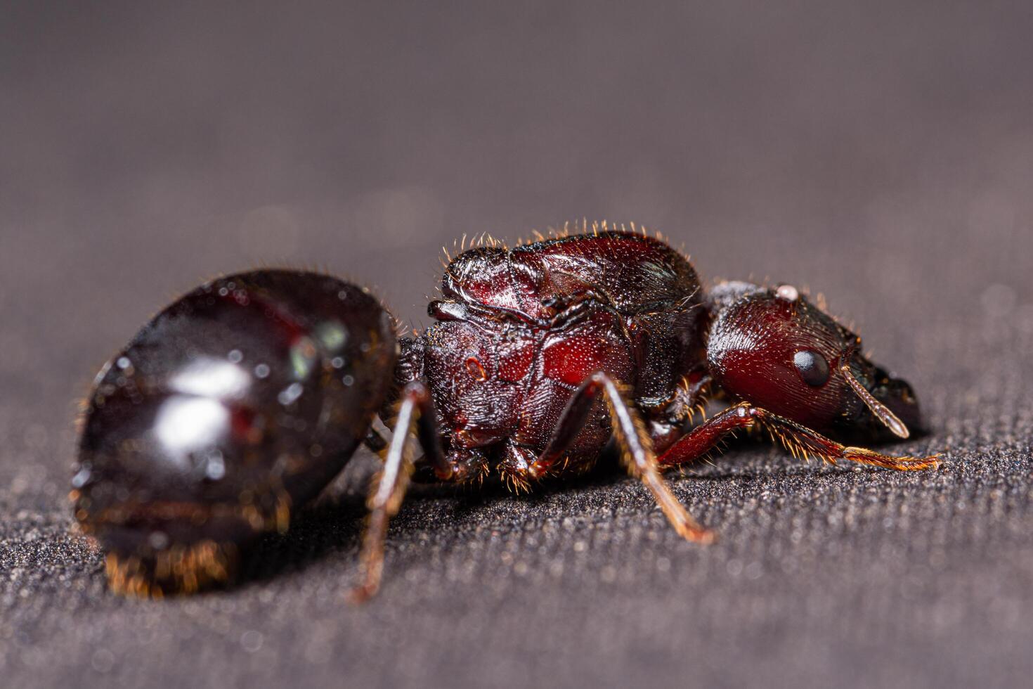 rotbraune Ameise auf schwarzem Hintergrund, Makro foto