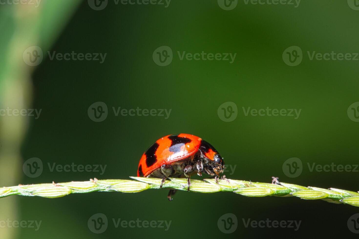 Makro Dame Vogel in der Natur foto