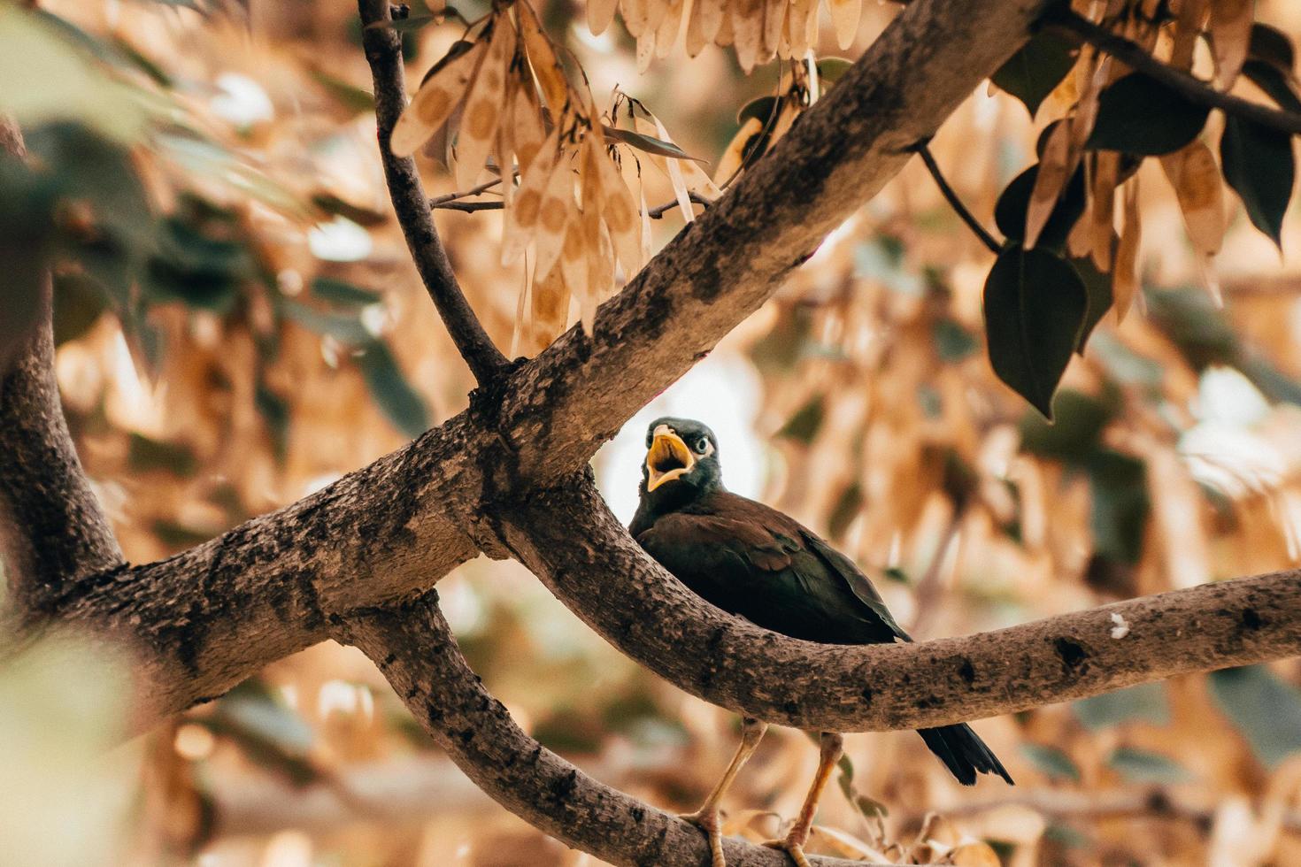 Amsel zwitschert auf Ast foto