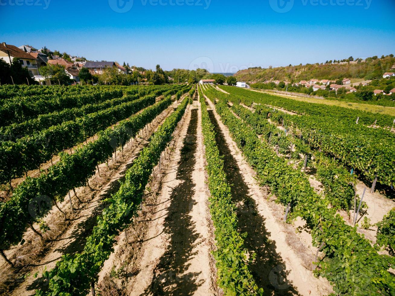 Landschaft von Weinbergen foto