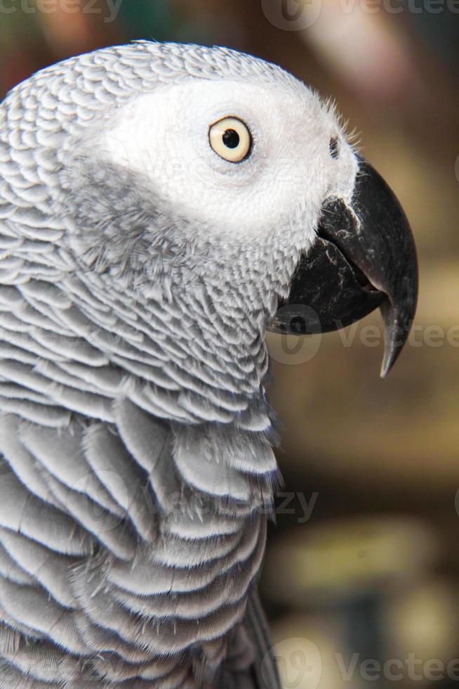 Gesicht des grauen Vogels foto
