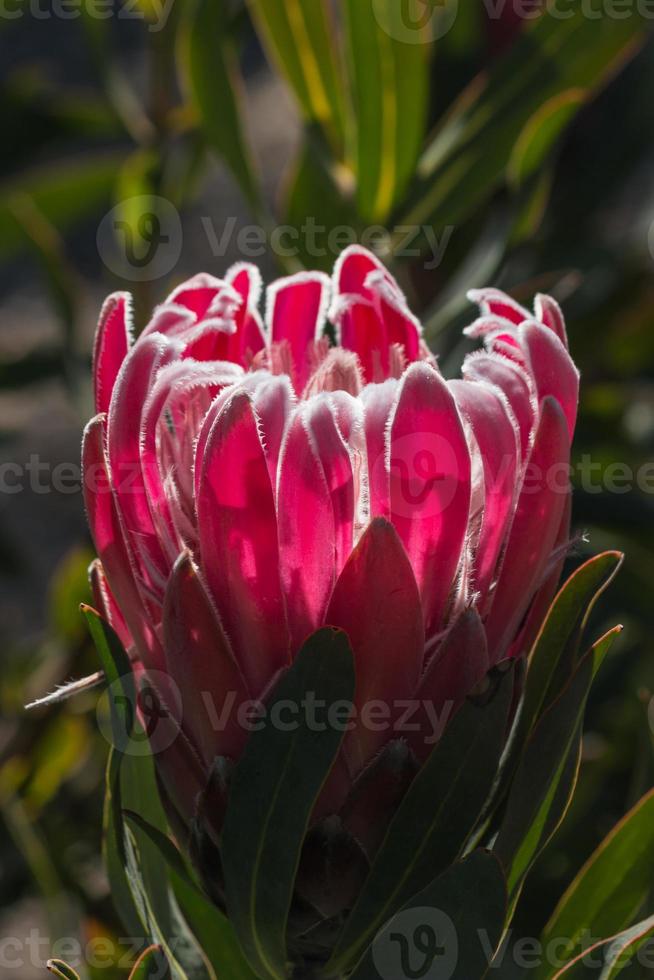 Detail der lila Protea Blume foto