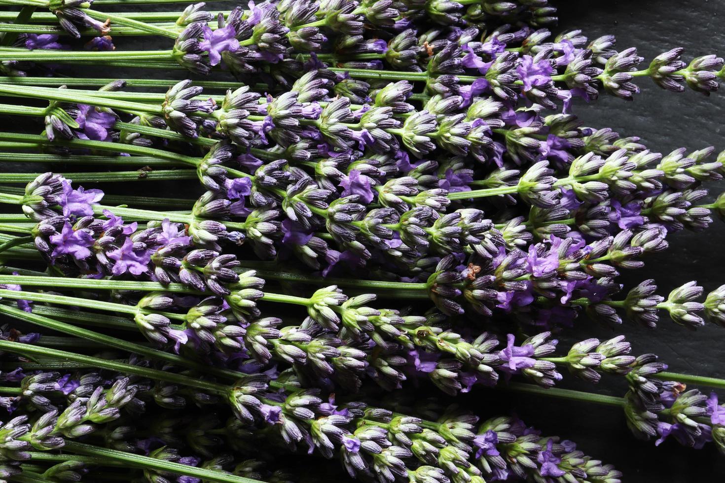 Haufen Lavendel foto