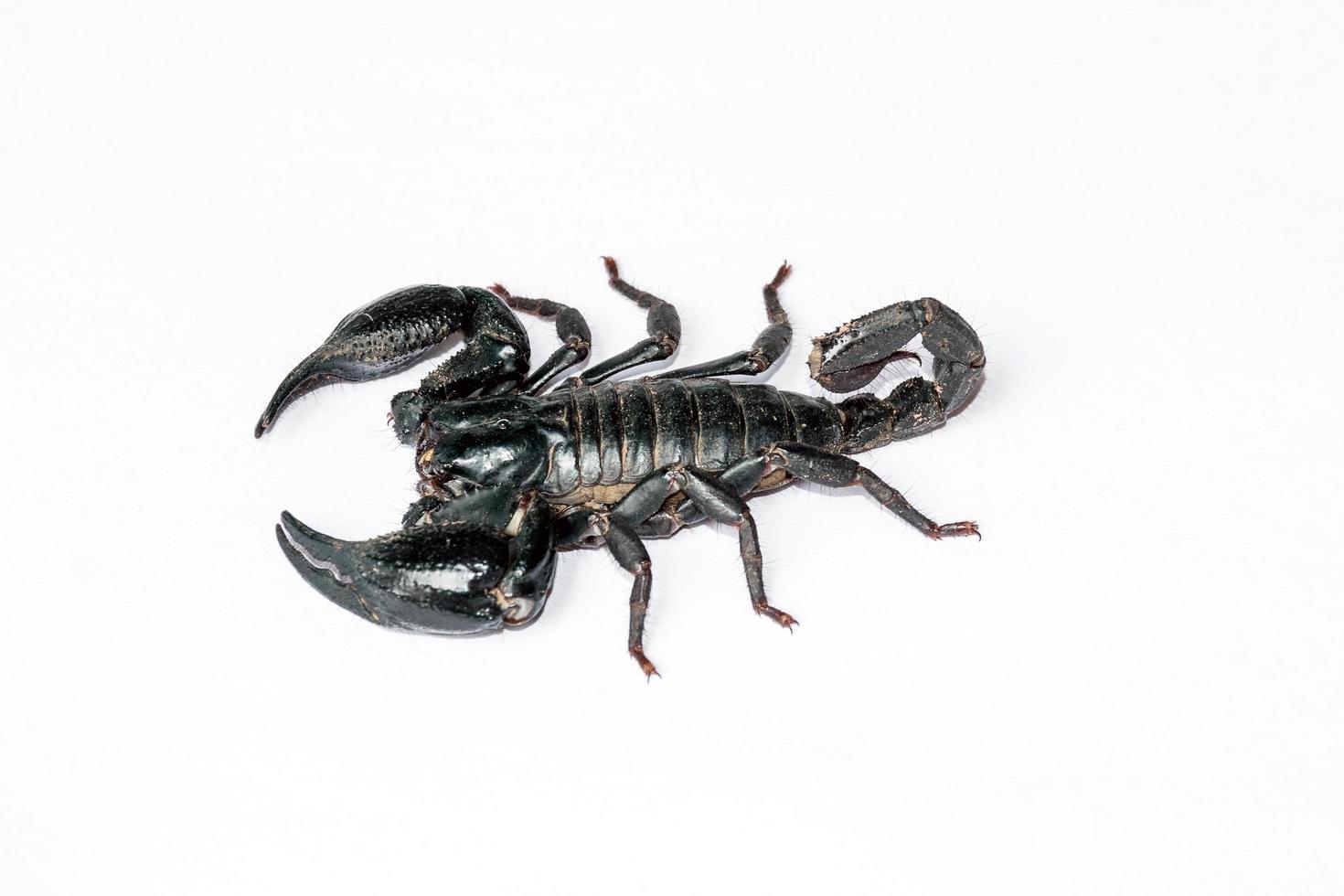 schwarzer Skorpion auf weißem Hintergrund foto