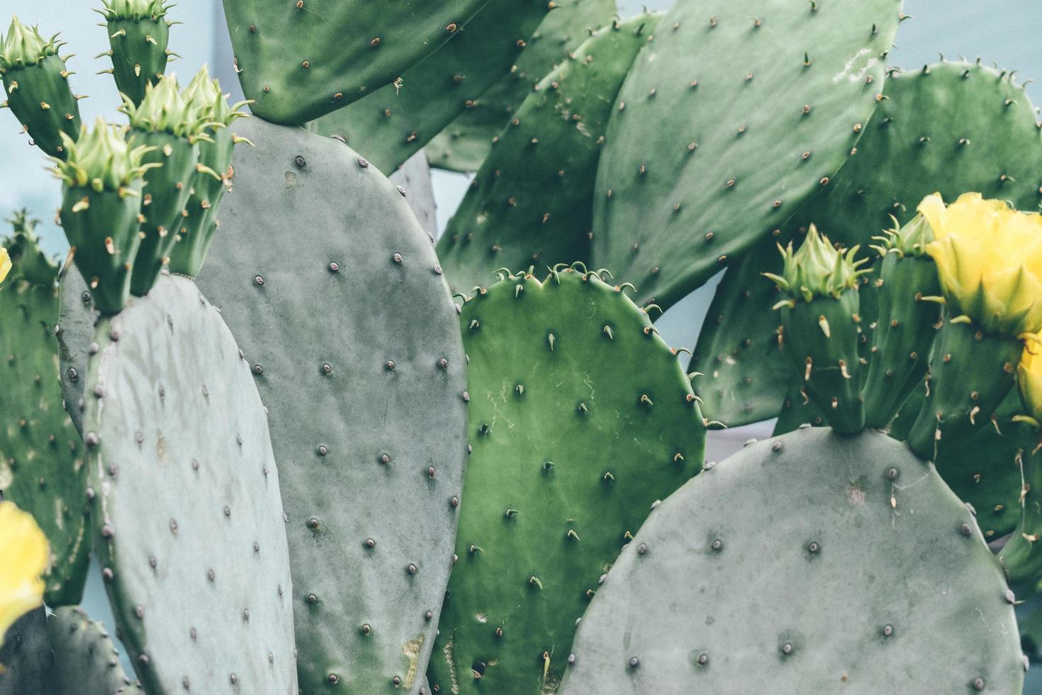 grüne Kaktuspflanze während des Tages foto