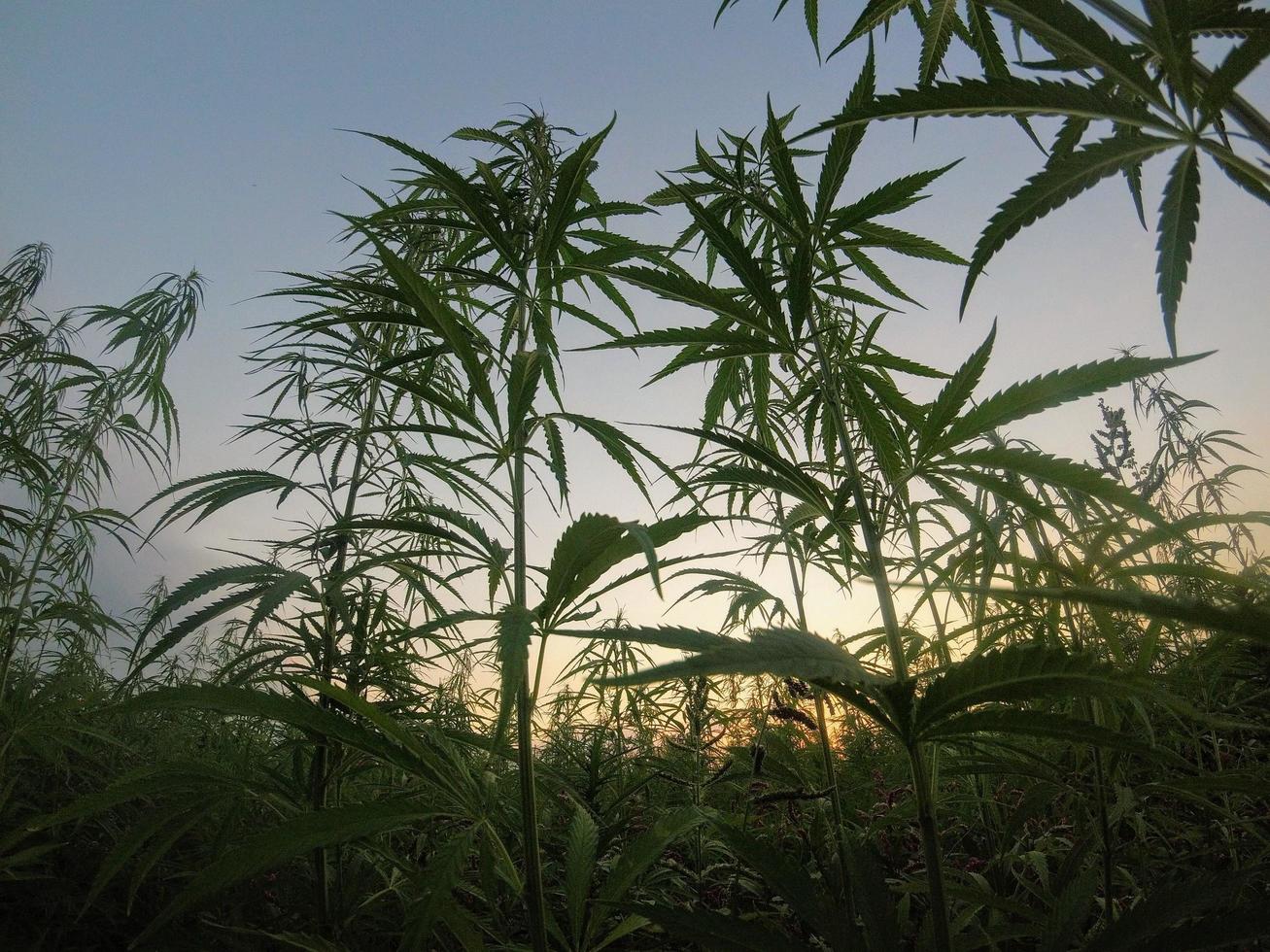 Feld von Cannabispflanzen bei Sonnenuntergang foto