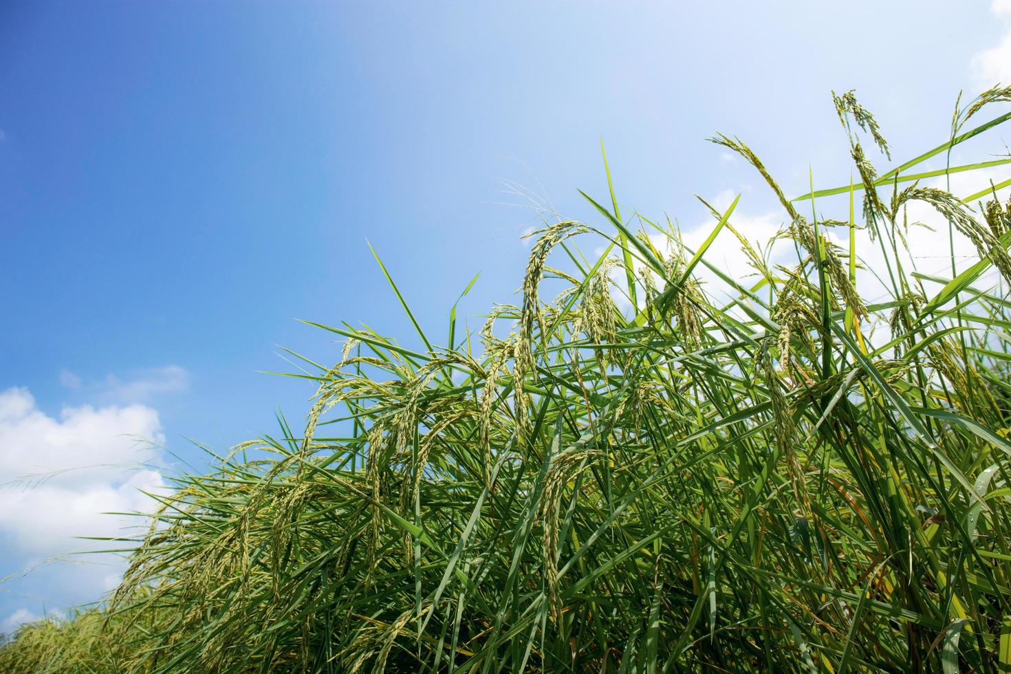 Reisohren mit blauem Himmel foto