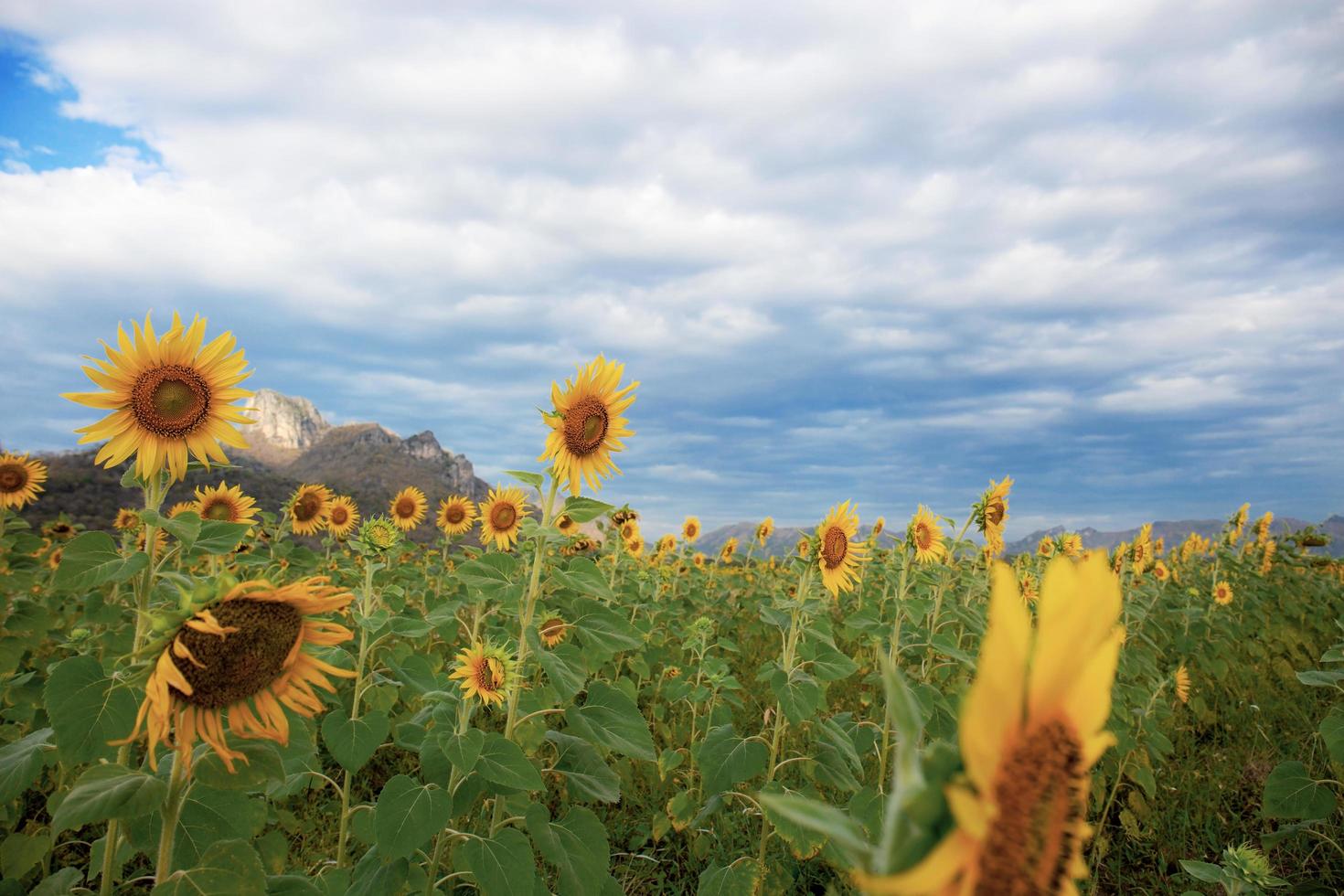 Sonnenblumen auf Plantage foto