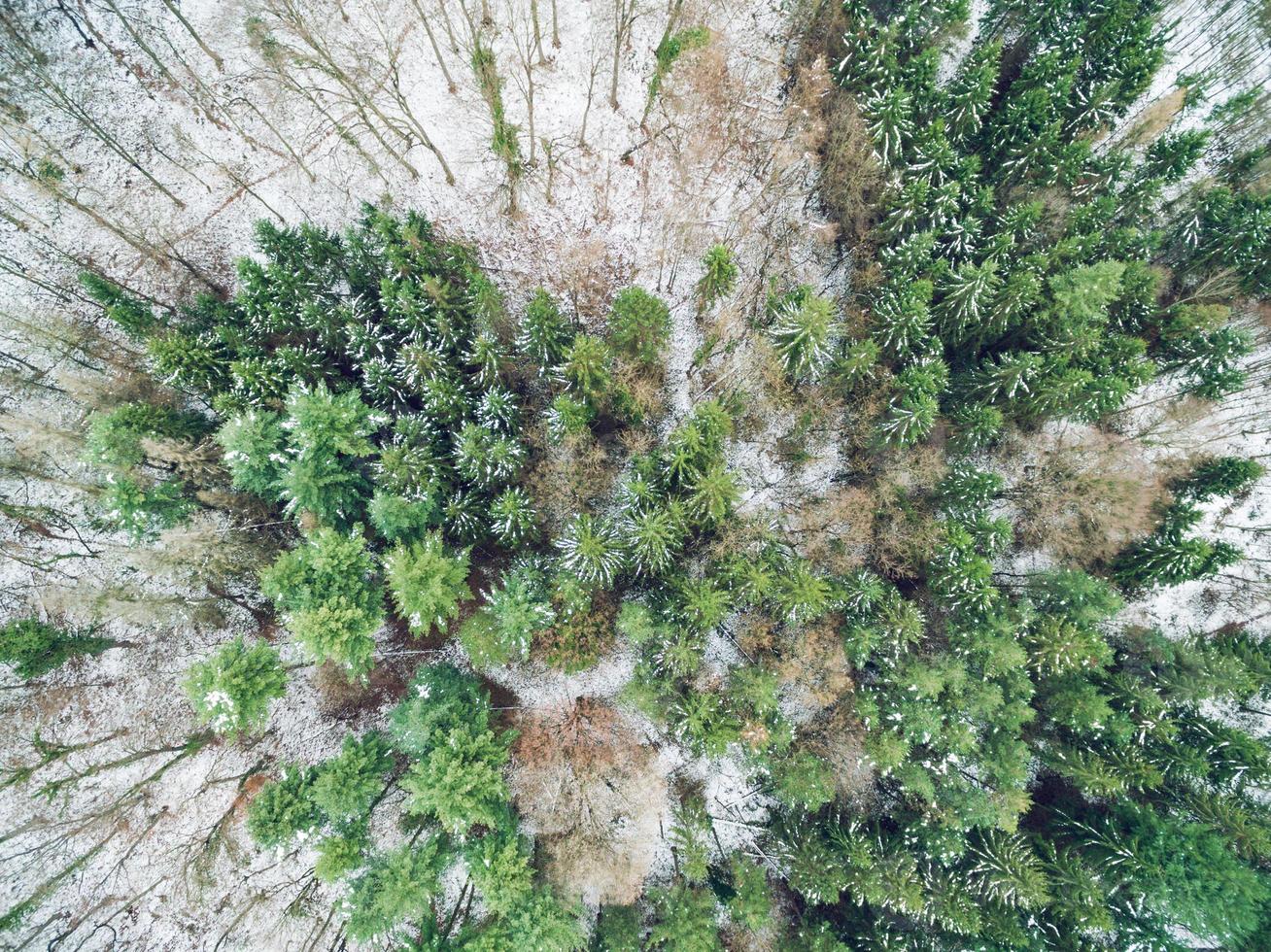 Wald im Winter von oben foto