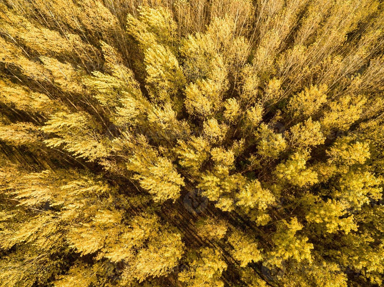 Goldener Waldblick foto