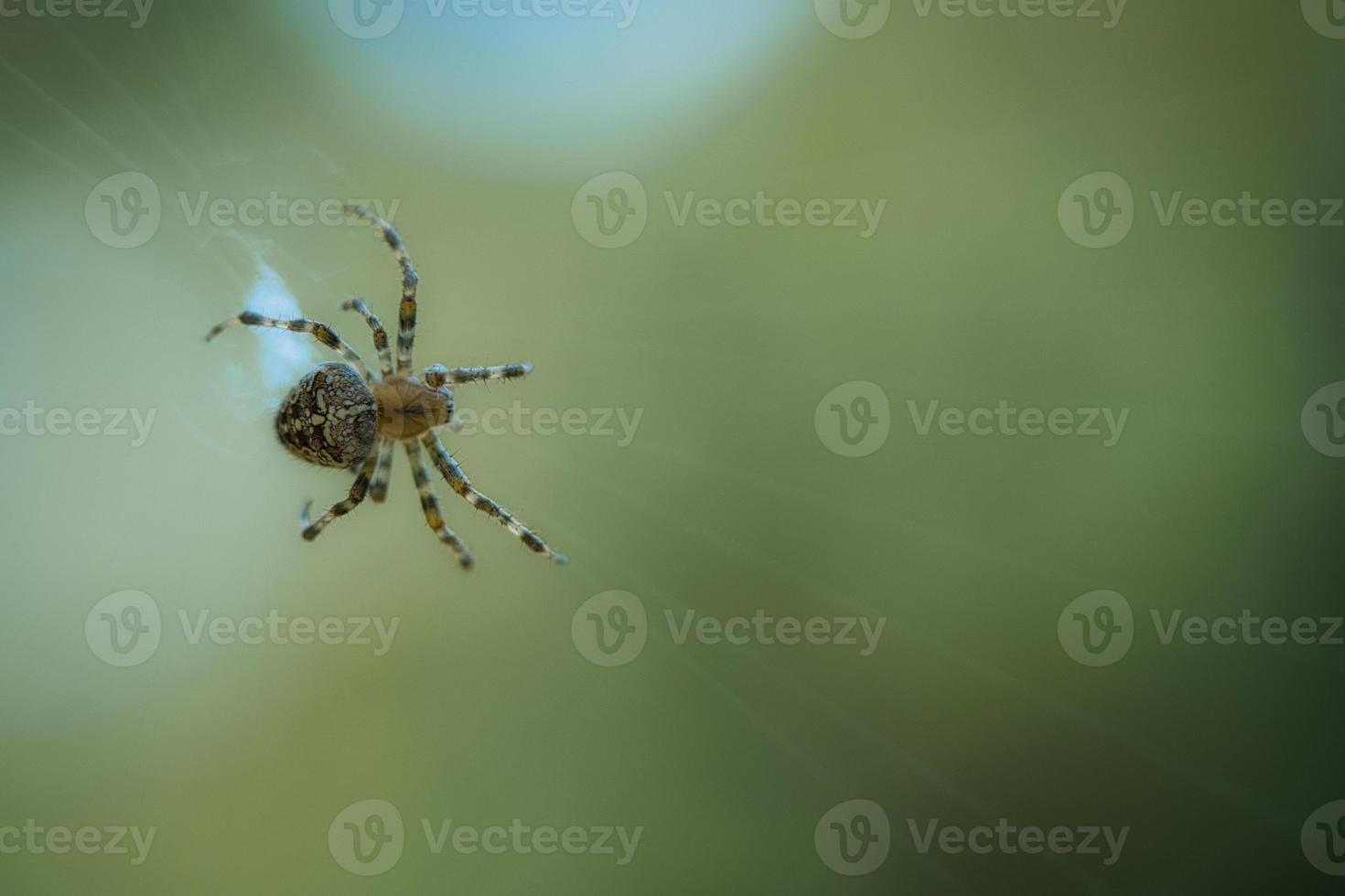 Kreuzspinne, die auf einem Spinnenfaden kriecht. Halloween-Schreck. ein nützlicher Jäger unter foto