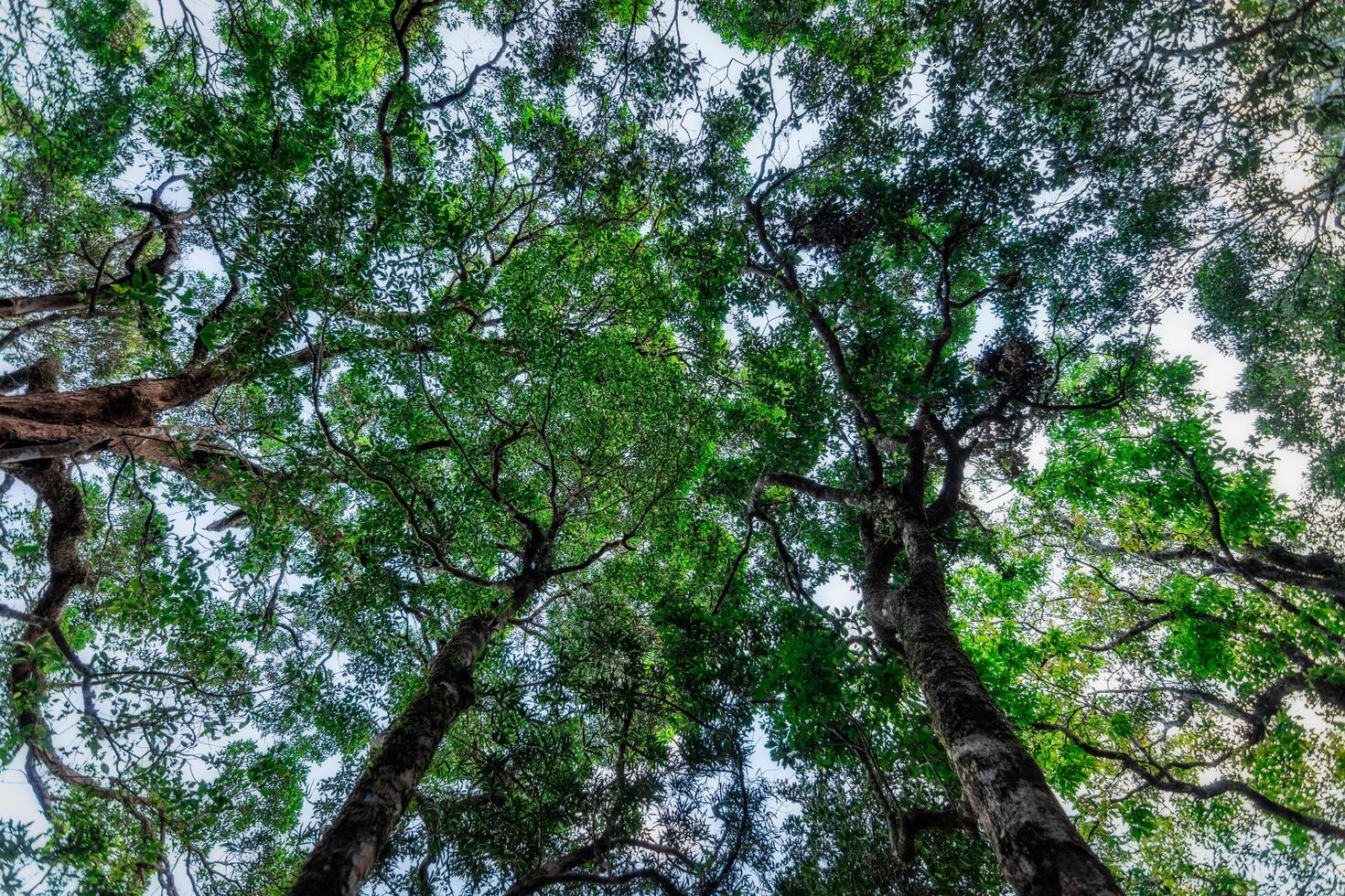 Bäume in einem tropischen Wald foto