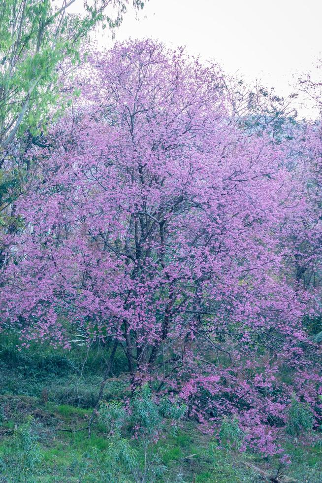 Prunus cerasoides blüht am Baum foto