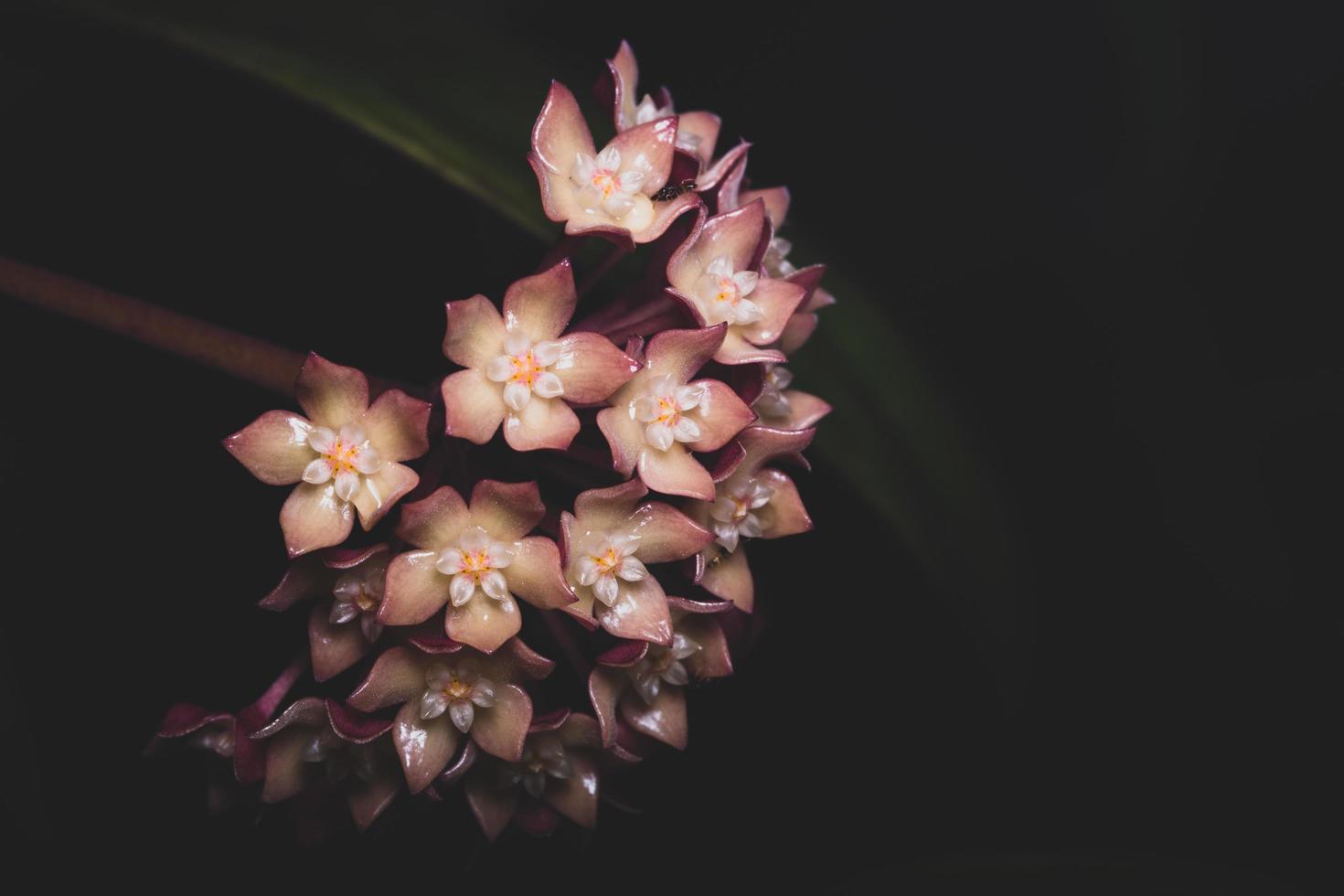 rosa Hoya-Blume, Makro foto