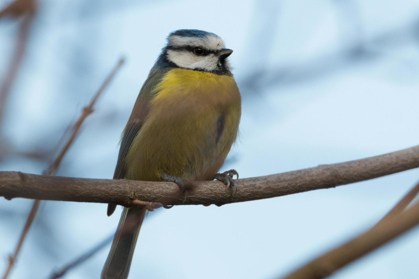 Nahaufnahme der Blaumeise foto