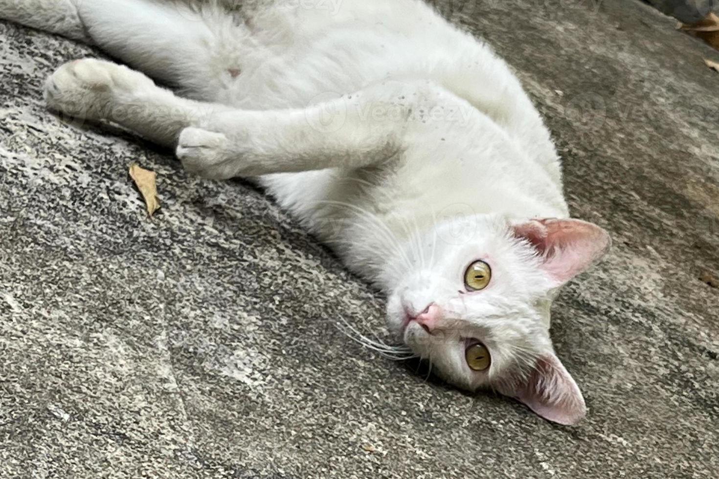 weiße katze, die sich auf das bett legt und schaut. entspann dich katze foto