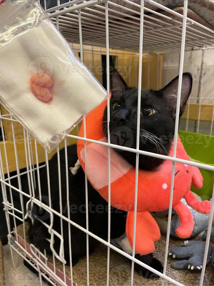 schwarze katze trägt ein medizinisches halsband im käfig. Veterinärkonzept. Sterilisation. Katze nach der Sterilisation. Naht nach der Operation. foto