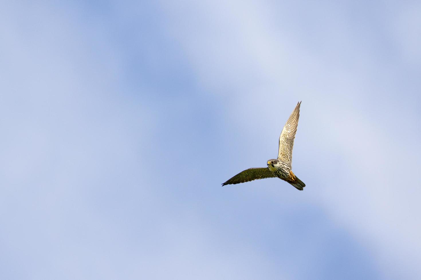 Eurasisches Hobby, das über Kopf fliegt foto