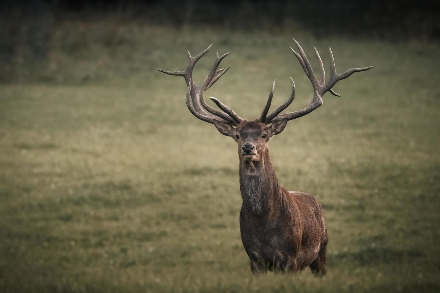 Hirsch mit großem Geweih foto