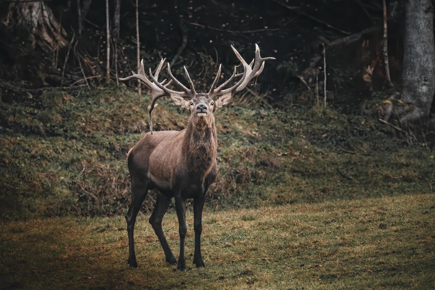 Hirsch auf grüner Wiese foto