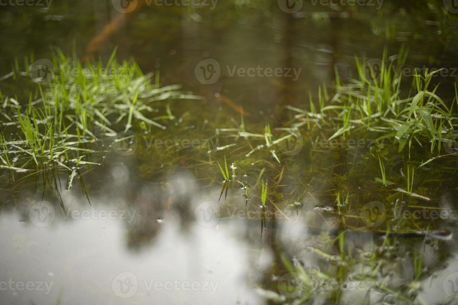 Wasser und Gras. überschwemmter Boden. Frühlingspfütze im Wald. foto