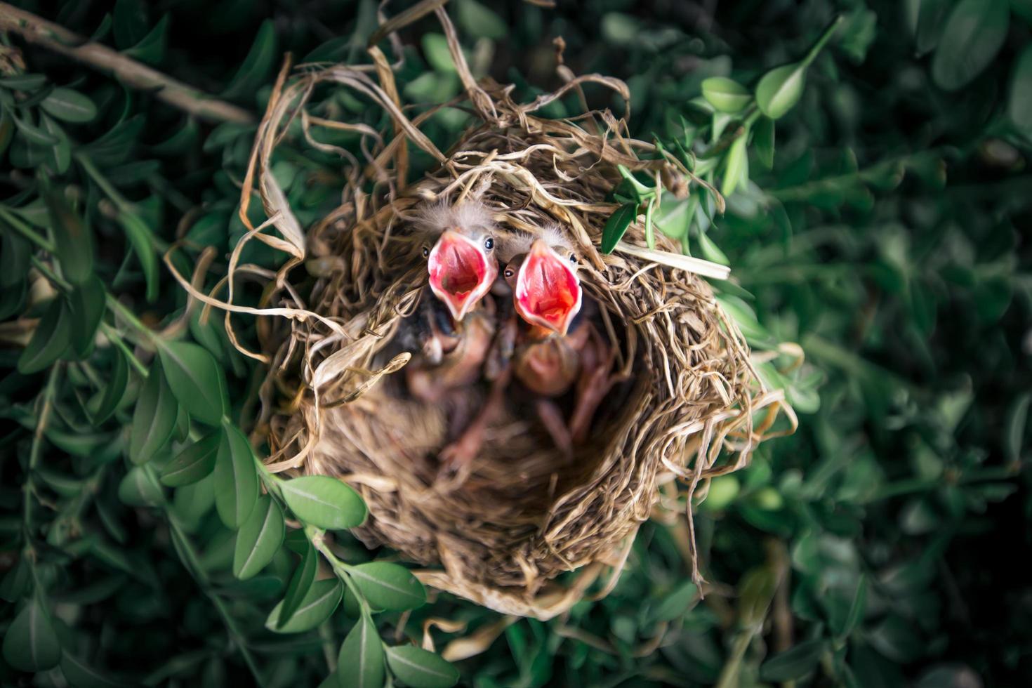Draufsicht von Vogelbabys im Nest foto