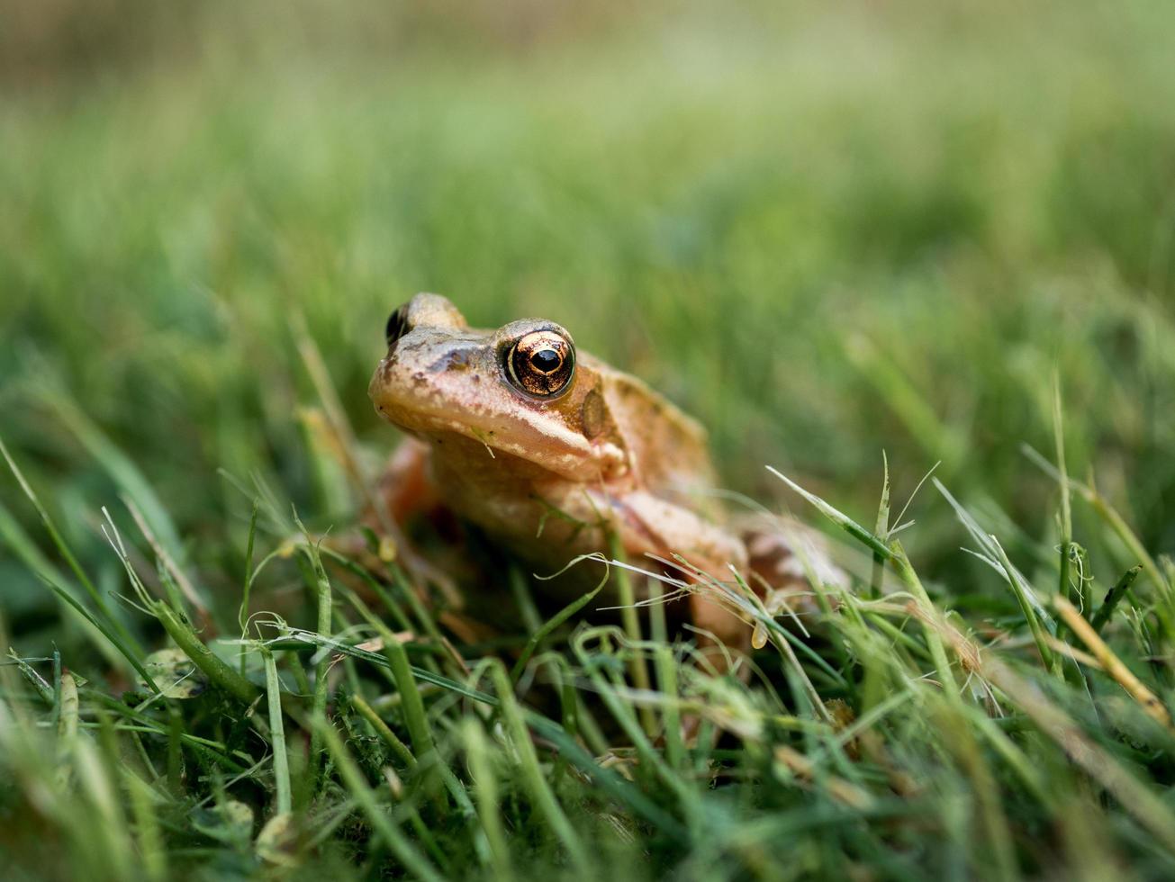 Frosch im Gras foto