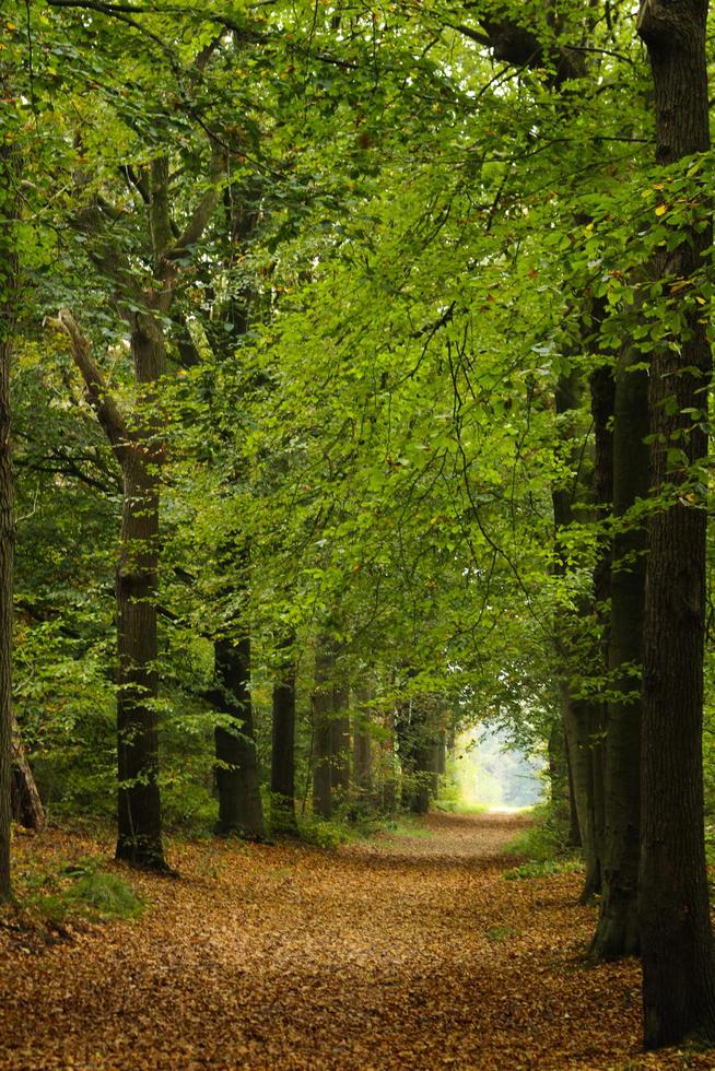 Weg durch den Wald foto